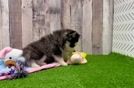 Meet Apollo - our Pomsky Puppy Video