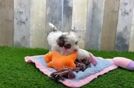 Best Cockapoo Baby