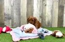 Popular Cavapoo Poodle Mix Pup