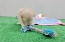 Meet Reno - our Maltipoo Puppy Video