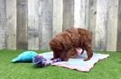 Poodle Pup Being Cute