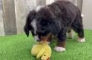 Best Mini Bernedoodle Baby