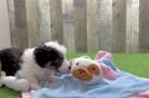 Energetic Aussie Poo Poodle Mix Puppy