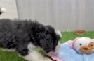 Playful Mini Bernadoodle Poodle Mix Puppy