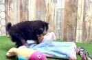 Popular Pomeranian Purebred Pup