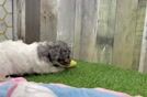 Popular Poodle Baby