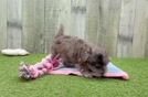 Meet Lace - our Maltipoo Puppy Video