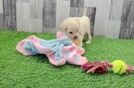 Maltipoo Pup Being Cute