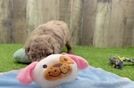 Best Poodle Baby