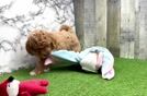 Petite Mini Goldendoodle Poodle Mix Pup