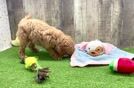 Energetic Golden Doodle Poodle Mix Puppy