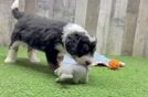 Mini Bernedoodle Puppy for Adoption