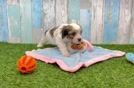 Cavachon Puppy for Adoption