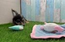 Cute Yorkie Poo Baby