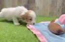 Petite Cavapoo Poodle Mix Pup