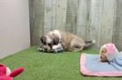 Aussiechon Pup Being Cute