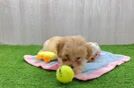 Popular Maltipoo Poodle Mix Pup