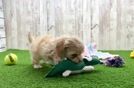 Popular Havapoo Poodle Mix Pup