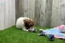 Shih Poo Pup Being Cute