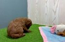 Poodle Pup Being Cute