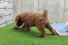 Meet Ken - our Poodle Puppy Video