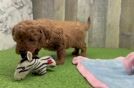 Mini Goldendoodle Puppy for Adoption