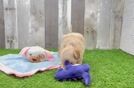 Happy Maltipoo Baby