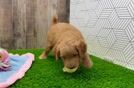 Funny Mini Goldendoodle Poodle Mix Pup