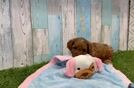 Meet Donnie - our Cavapoo Puppy Video