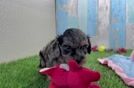 Meet Taffy - our Yorkie Poo Puppy Video