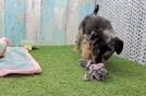 Adorable Pomsky Doodle Poodle Mix Puppy
