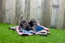 Energetic Maltepoo Poodle Mix Puppy