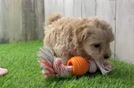 Cute Maltipoo Baby
