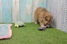 Happy Mini Pomskydoodle Baby