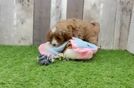 Sweet Cavapoo Baby