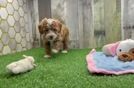 Akc Registered Poodle Purebred Pup