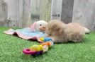 Meet Fry - our Maltipoo Puppy Video