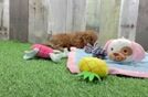 Cavapoo Puppy for Adoption
