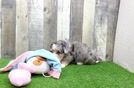 Popular Mini Bernedoodle Poodle Mix Pup