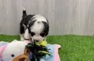 Smart Mini Bernedoodle Poodle Mix Pup
