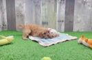 Cavapoo Puppy for Adoption