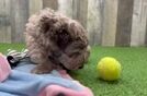 Popular Mini Labradoodle Poodle Mix Pup