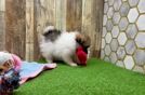 Meet Kenan - our Pomeranian Puppy Video