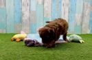 Meet Madonna - our Cavapoo Puppy Video