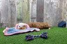 Maltipoo Pup Being Cute
