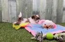 Playful Shit Designer Puppy
