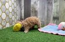 Meet Leonardo - our Maltipoo Puppy Video