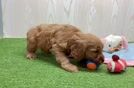 Meet Jimmy - our Mini Irish Doodle Puppy Video