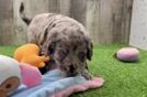 Meet Eminem - our Mini Goldendoodle Puppy Video