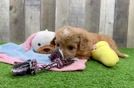 Cavapoo Puppy for Adoption